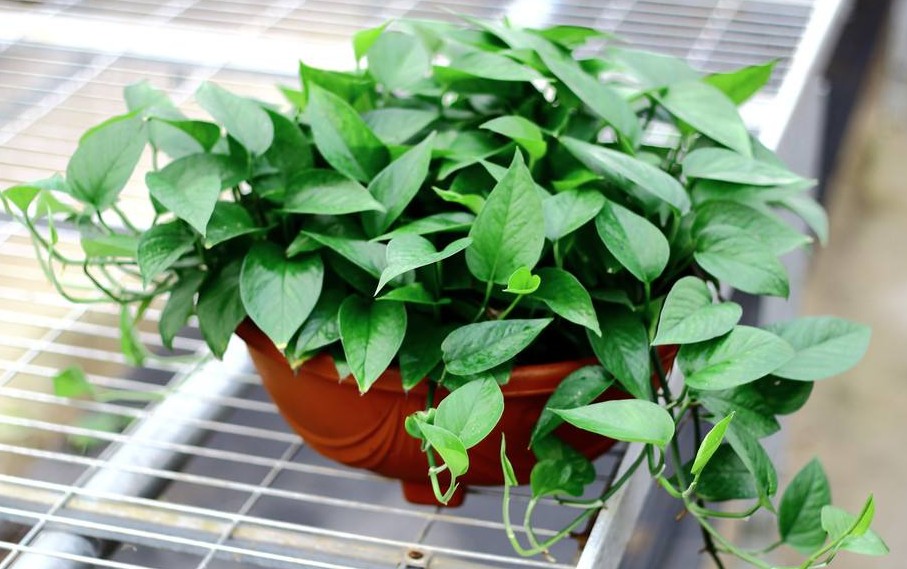 100种绿植大全,50种盆栽绿植花卉大全