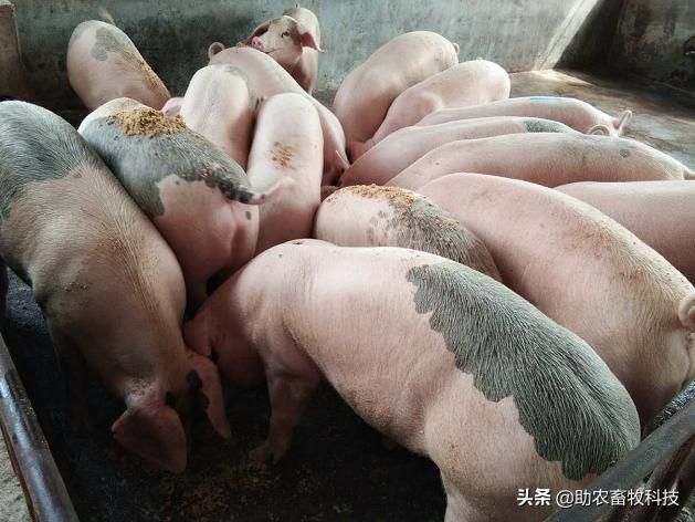 中草药防控非洲猪瘟采用发酵后体内外运用效果好很多倍