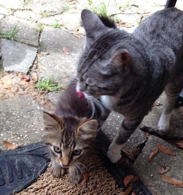 母猫绝育还会有母爱吗,绝育母猫还会有母爱吗