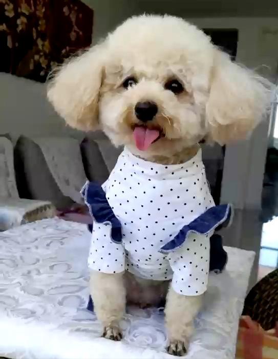 这些狗是“笑面狗”,它犯错了,你也不舍得打