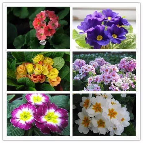 北方喜阴的室内植物花卉有哪些,喜阴耐寒的室外花卉植物有哪些