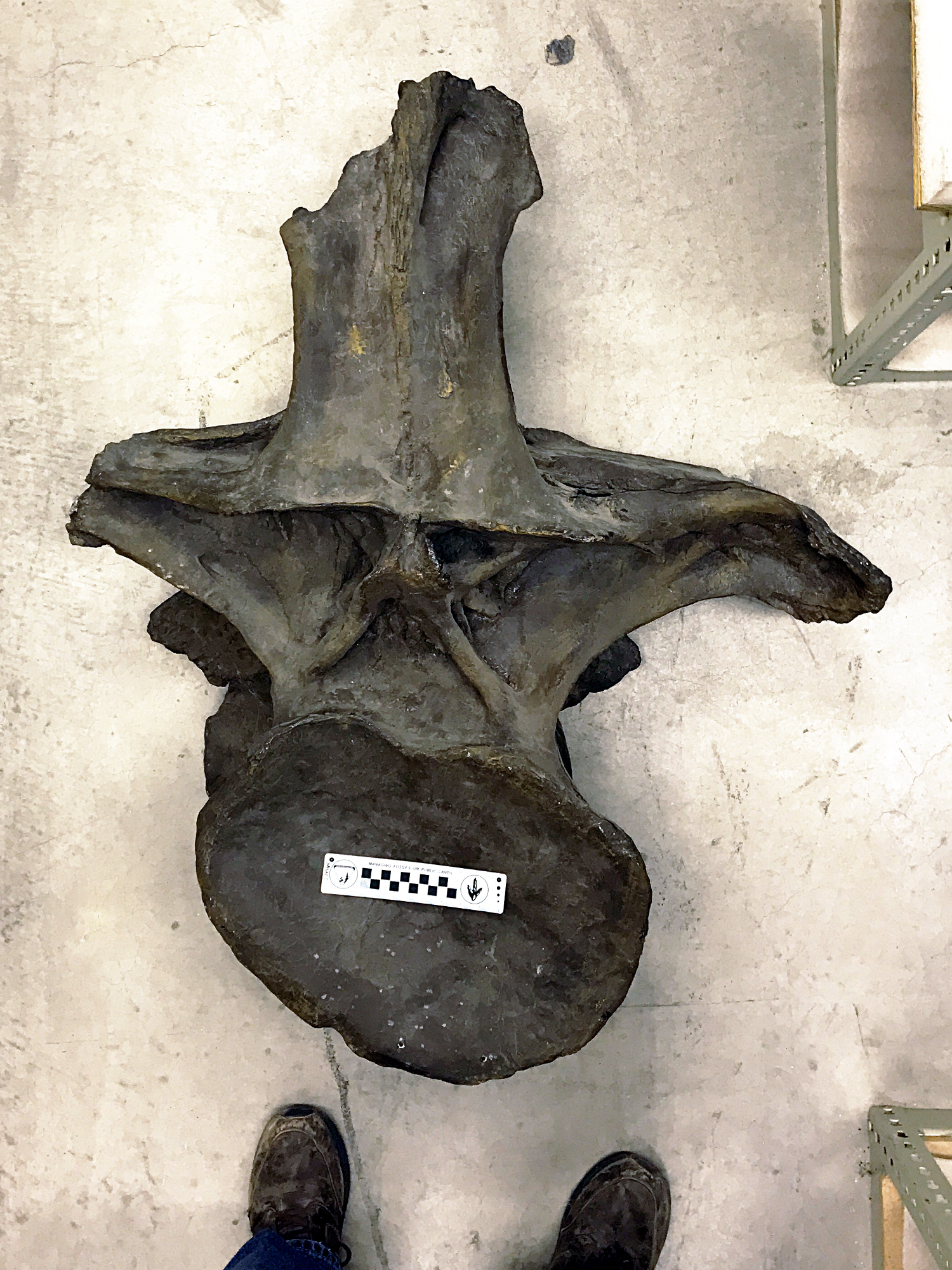 暴龙类恐龙体型排行,暴龙是世界上最厉害的恐龙吗