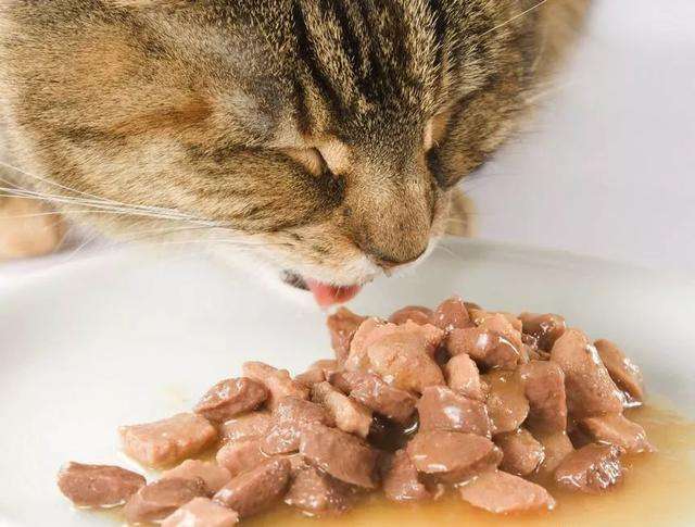 金渐层猫咪只喝水不吃粮怎么回事,猫咪之前爱喝水突然就不爱喝水了