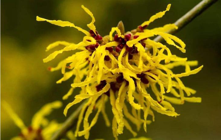 这两物是黑头收割机，揉一揉，搓一搓，黑头不见啦，才几块钱