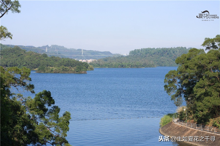 东湖公园菊花展今天还有开放吗,深圳东湖公园菊花展图片