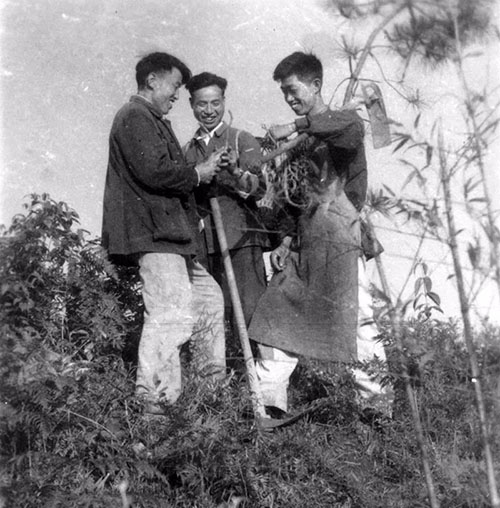 没有经费仍然坚持研究,他揭开了天麻生长的全部奥秘,药农为他立碑塑像