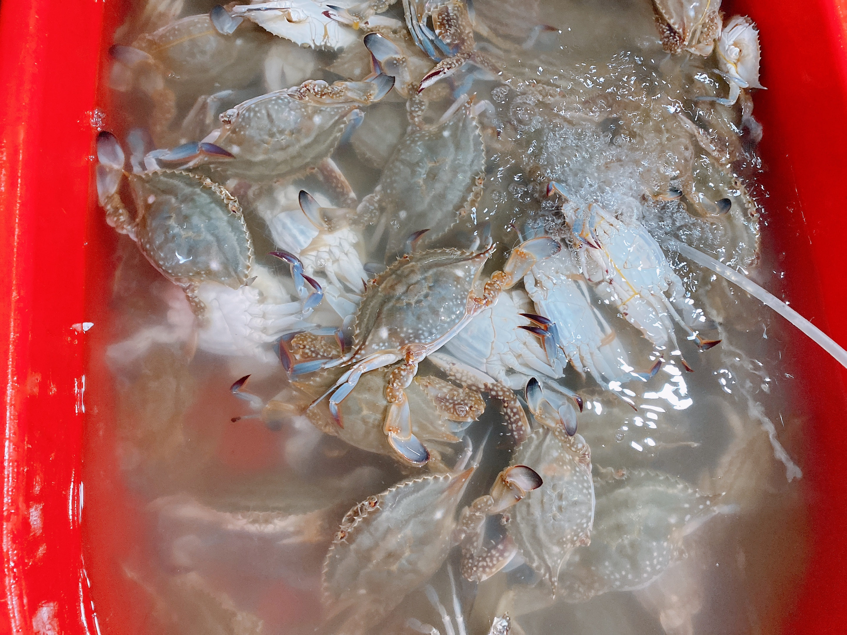 怎么挑选出好吃的梭子蟹,怎么挑梭子蟹肥美