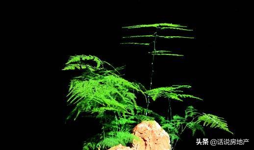 养好花六大关键十年养花经验总结,各种花卉养花技巧知识大全合集