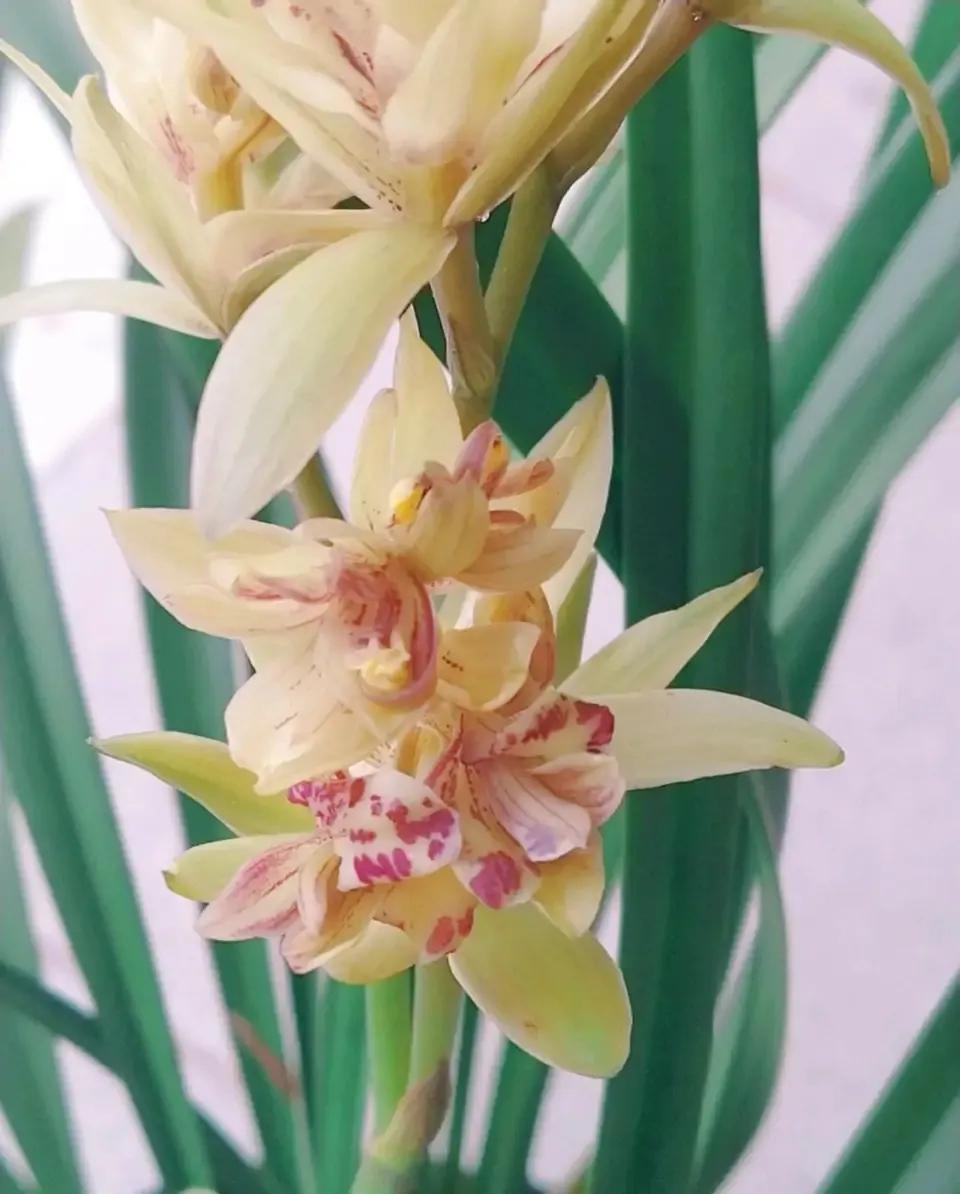 什么兰花最好养又香又好看,推荐几款香味俱全好养的兰花