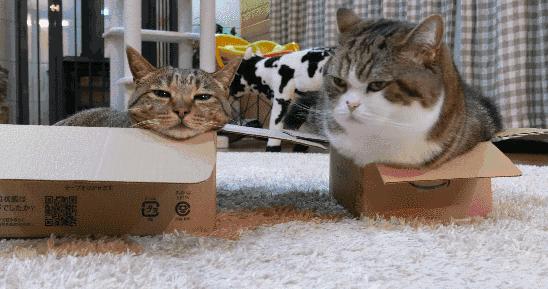 绝育后的猫为什么会变胖?怎么给猫咪减肥?