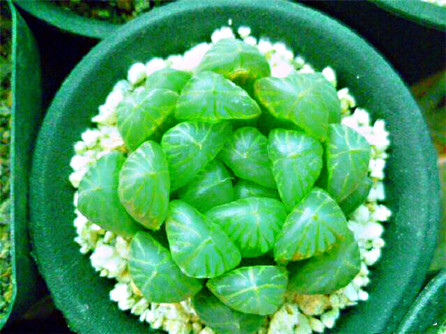 冰灯玉露多肉,冰灯玉露多肉植物