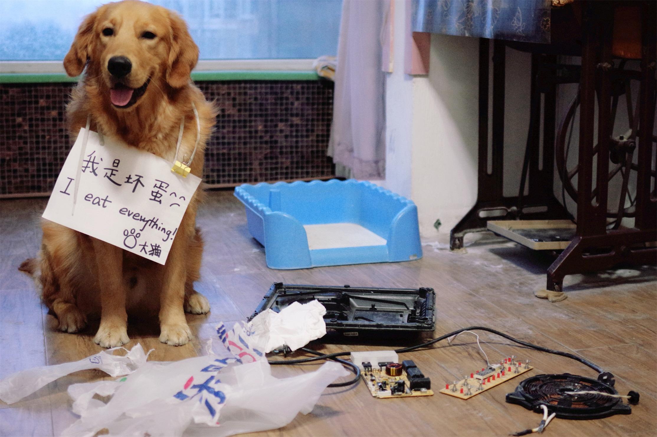 那个推荐我养金毛的人，你出来一下