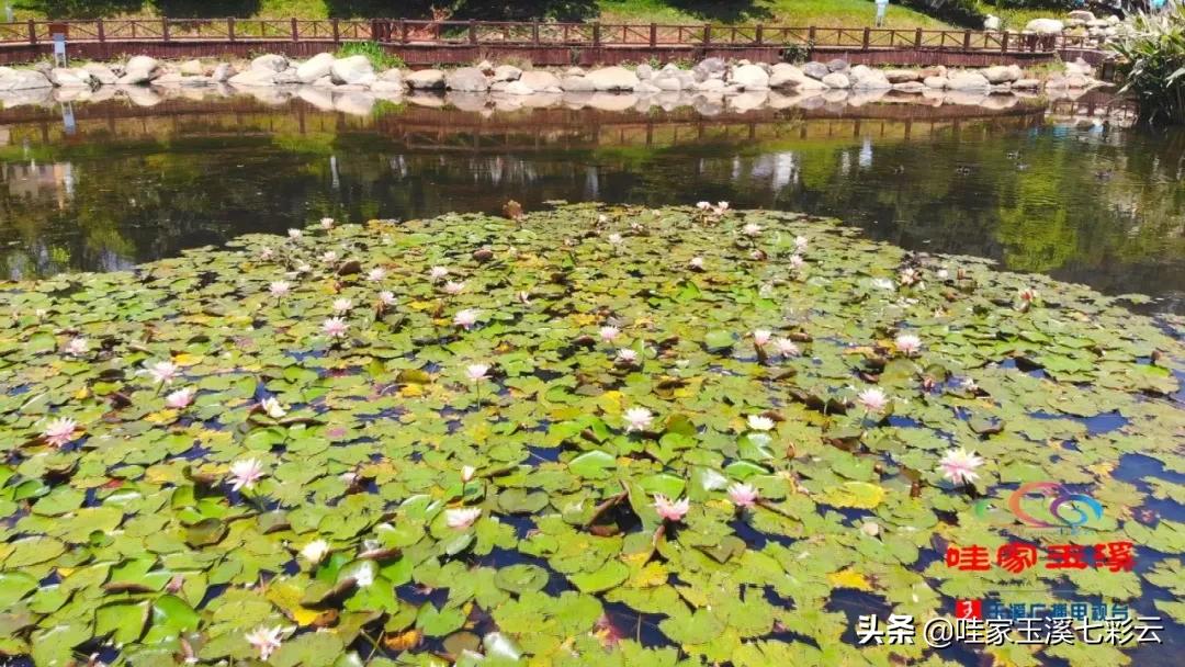 睡莲花开冬天,夏天睡莲开花了