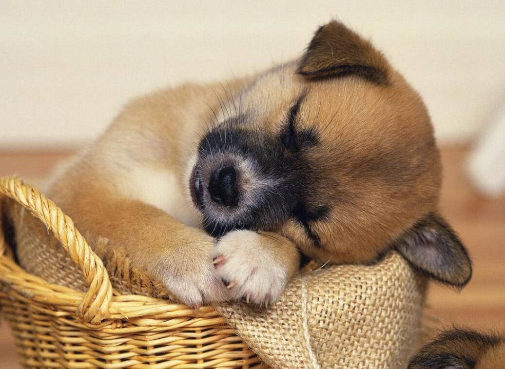 广州宠物火化正规吗,广州宠物火化需要什么手续