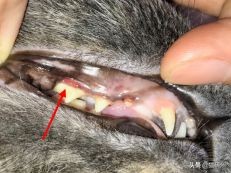 每天15分钟,医生手把手教你做17项猫咪全身检查