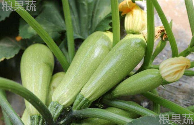 如何施用底肥西葫芦才能优质高产,秋季温室大棚西葫芦高产栽培技术