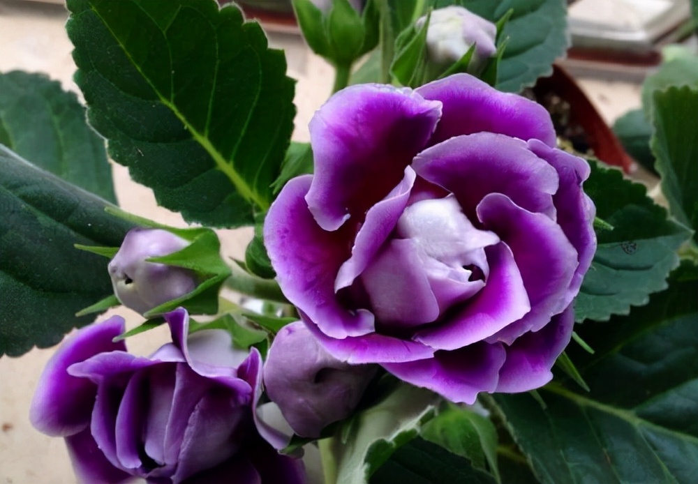 常见花卉养殖总汇,各种花卉植物养殖方法??