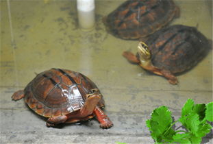 三线闭壳金钱龟买什么龟缸最好养,三线闭壳金钱龟可以深水养吗