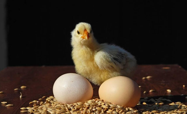 一两斤的小鸡拉血怎么回事,小鸡崽拉血便该用什么药