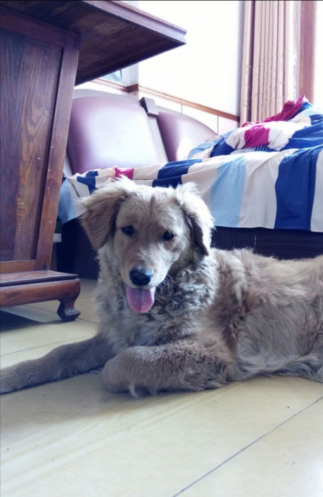 利巴韦林可以治疗狗狗细小吗,我家狗狗得了细小可以治好吗