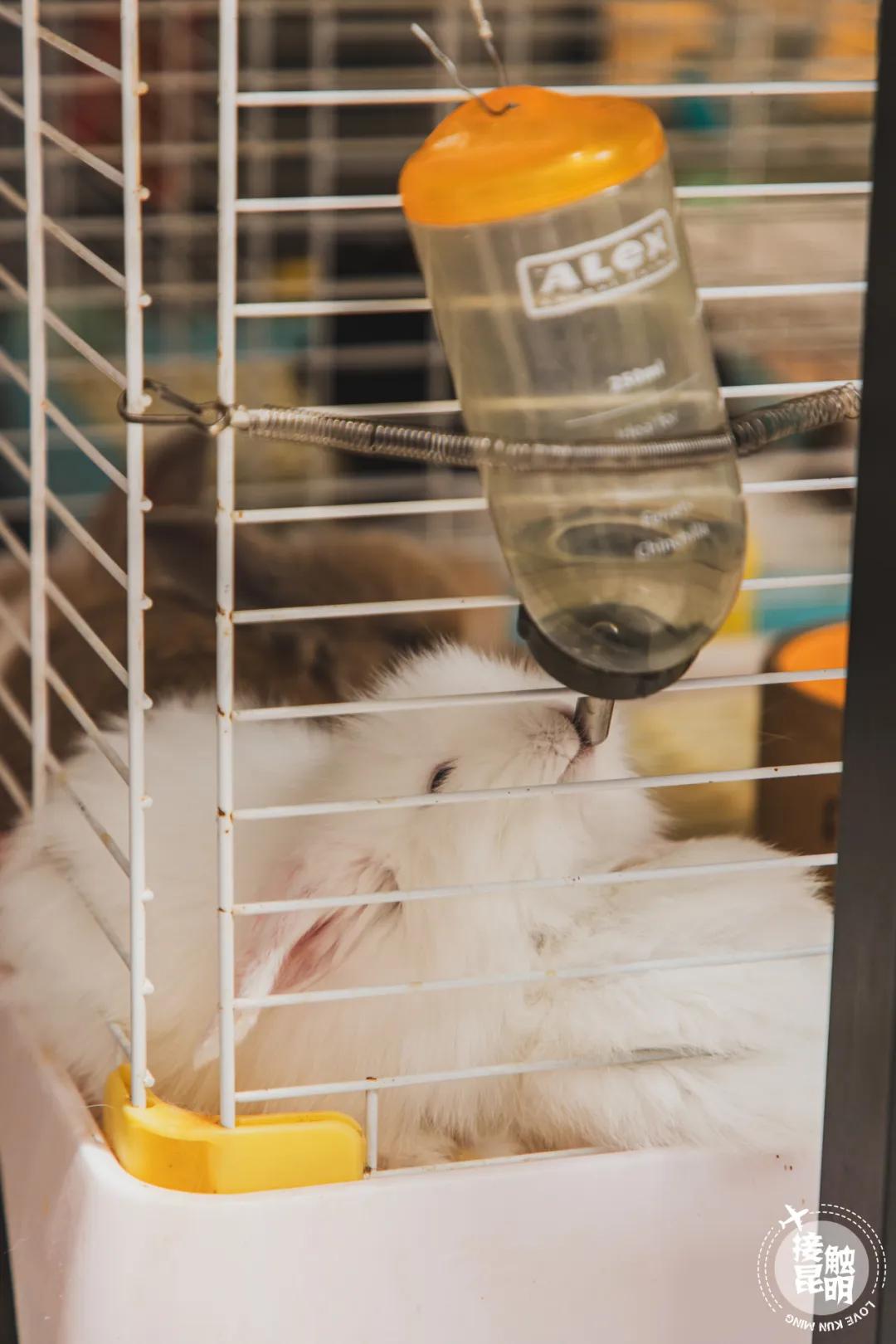 逛逛园博花鸟市场,园博花鸟市场攻略