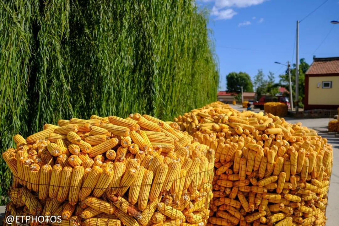 万元左右相机是选单反还是微单,万元以内适合拍妹子的微单