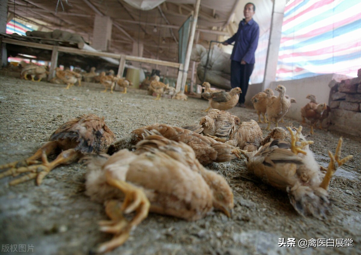 养殖场养鸡球虫如何根治,养鸡球虫反复发病怎么办