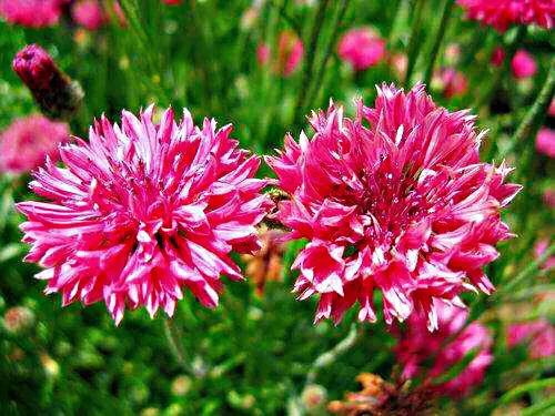 德国国花什么颜色的矢车菊,矢车菊国花