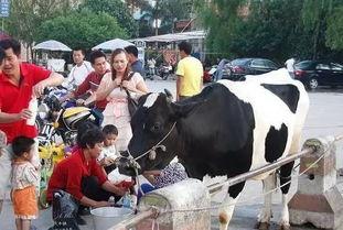 50岁大妈一天挣2000,五十多岁大妈卖牛奶