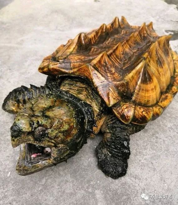 为什么养龟多年却不长大,养龟知识100条解决养龟常见问题