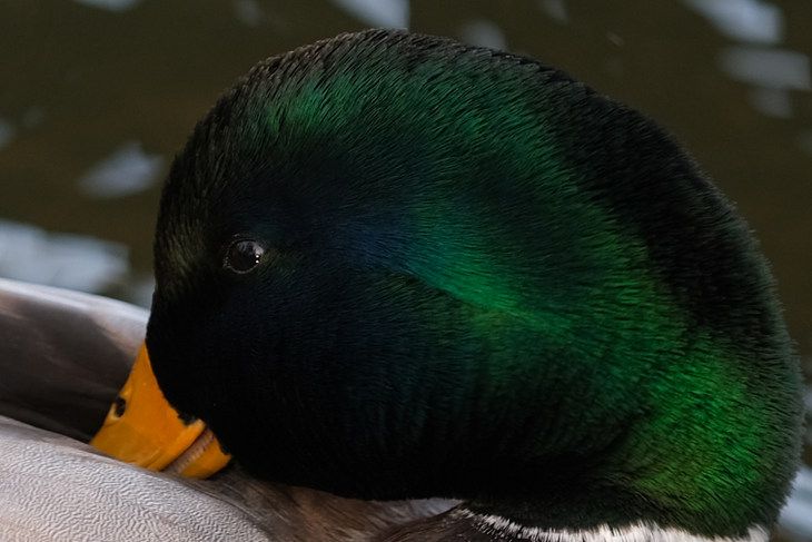 富士xt3配徕卡镜头,富士x-t30二代配什么镜头好