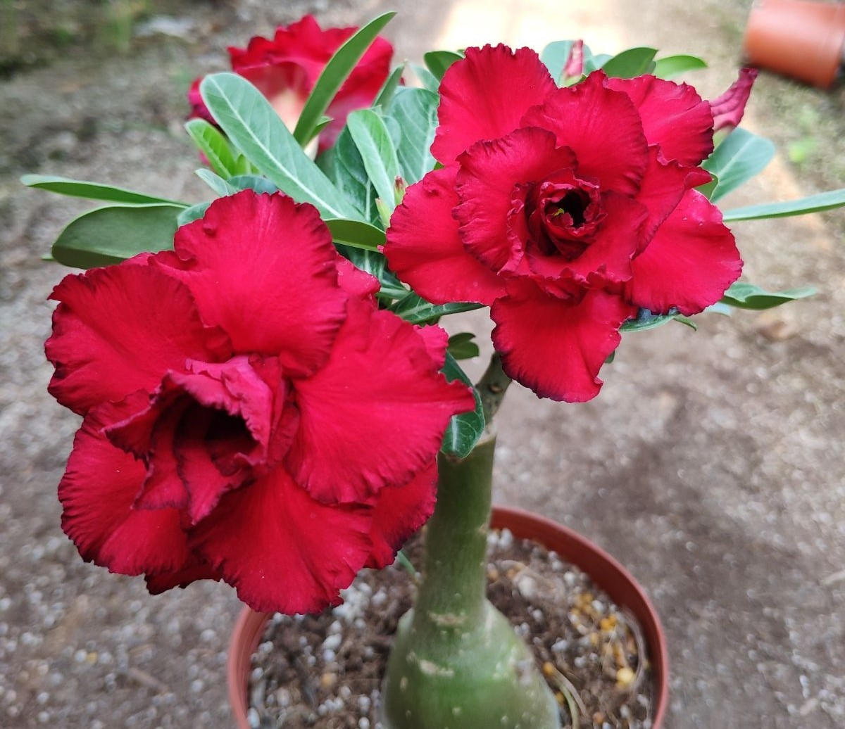 84个沙漠玫瑰品种，收起来慢慢看，待到来年春天选几种喜欢的养