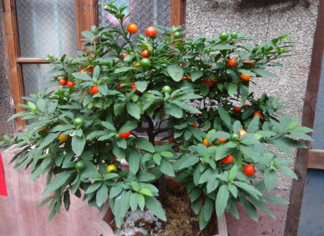 10种最毒花卉,20种大毒花