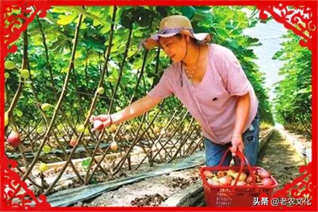 农村种植什么最赚钱又不愁销路,目前农村种植什么树最好赚钱