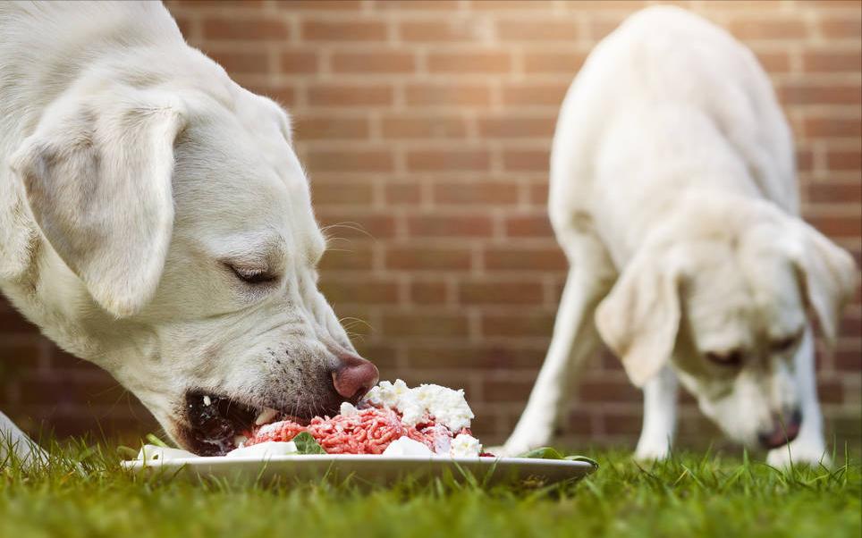 建议老年犬吃这些食物对身体好,老年犬需要补充什么营养