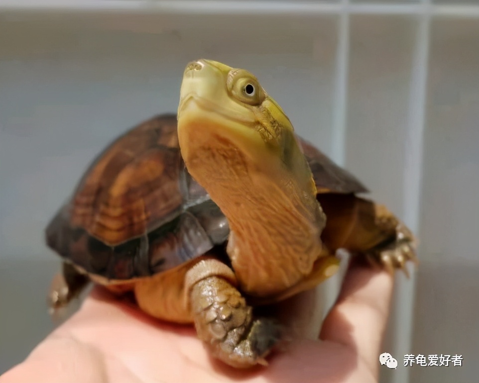 你以为的养龟vs现实中的养龟,古法养龟养什么龟好