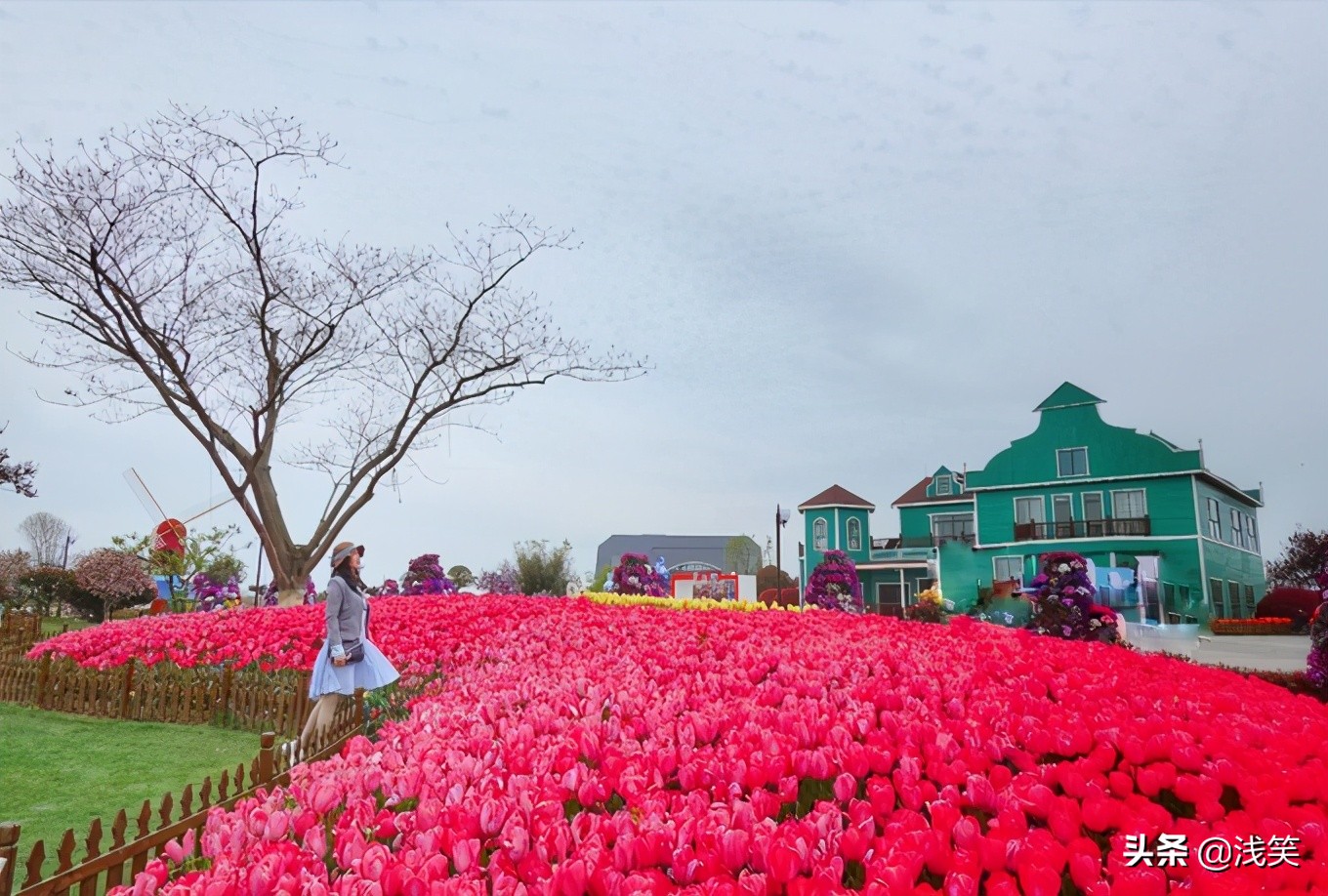 芬芳之人方能遇到芬芳之心，郁金香开成了荷兰花海