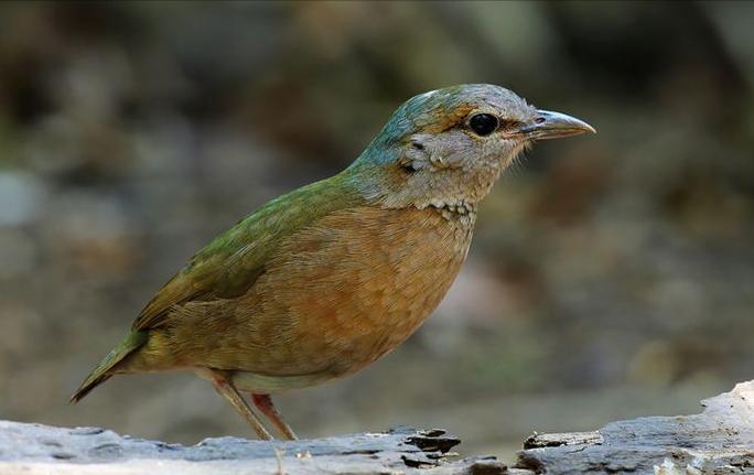 东江揽胜,惠州淡水常见鸟类图谱