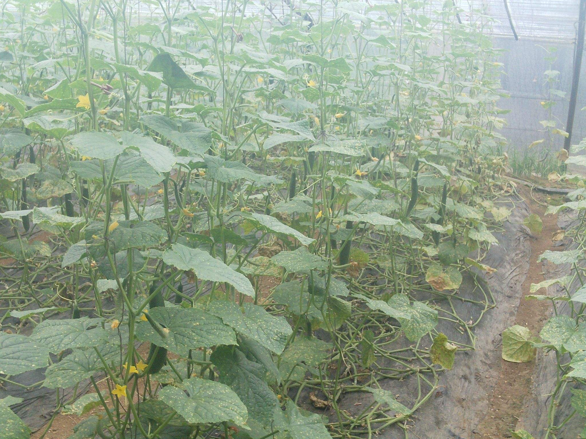 种植黄瓜不用化肥农药如何种好,黄瓜种植加点啥农药好些