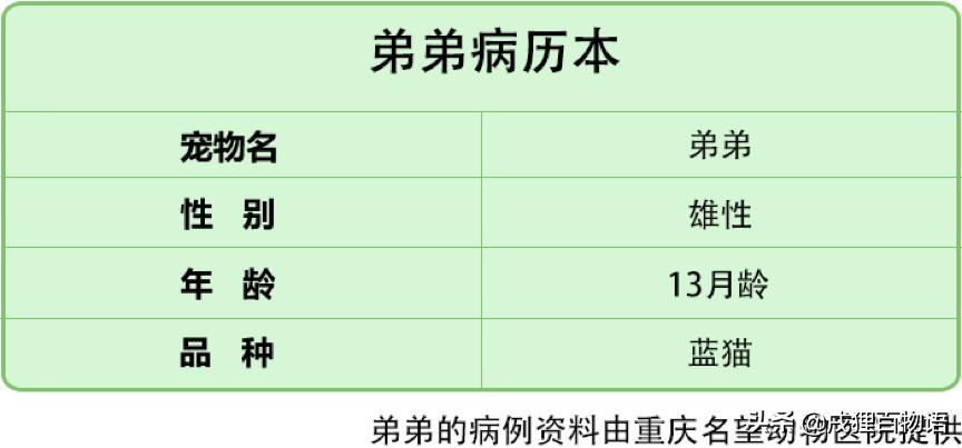 猫咪摔骨折了治疗需要多少钱,猫咪骨折后吃什么恢复得快