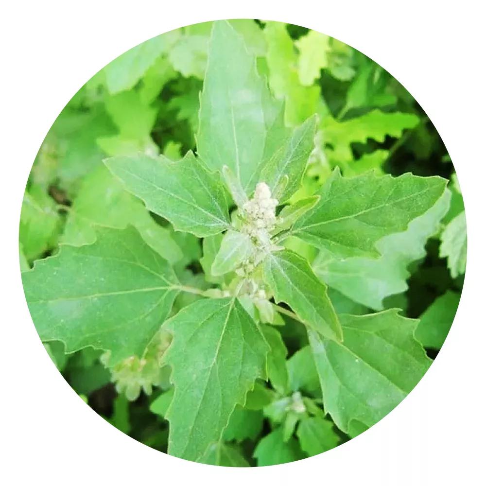 农家野菜好吃绿色又健康,农村随处可见的野菜