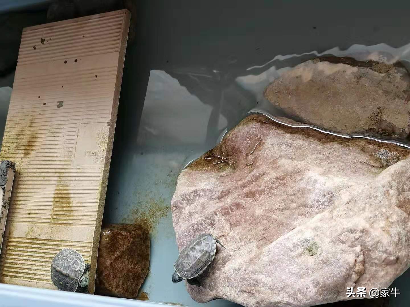 家牛的宠物龟、草金鱼、仙人球日志第389日