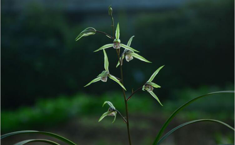 寒兰不长是怎么回事,寒兰为什么不耐寒