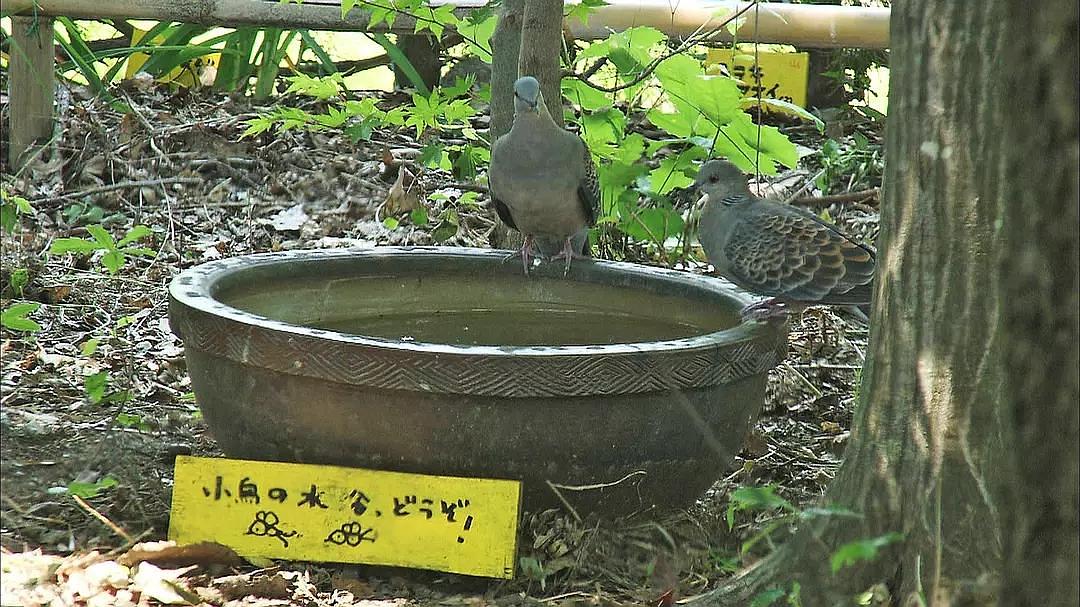 《人生果实》：豆瓣9.6，津端夫妇生活纪录片，告诉我们如何生活