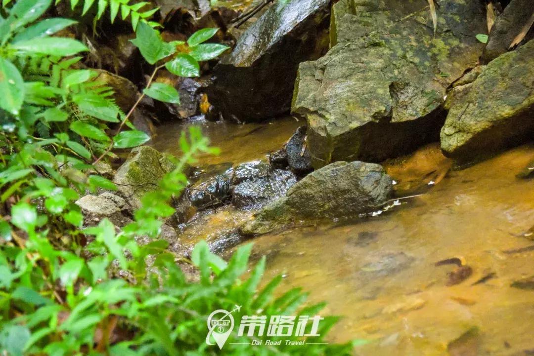 绿色环保行动实践活动总结,用行动践行绿色环保理念