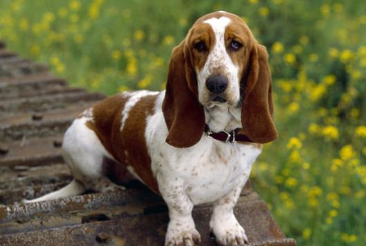 除犬瘟、细小以外，对狗来说第3大疾病—冠状病毒，一文为你解析