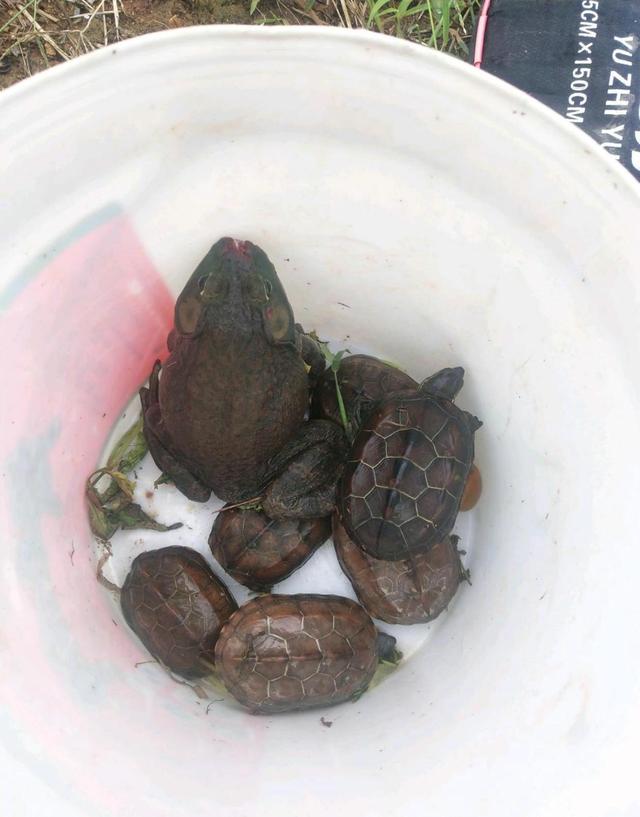 浙江台州河里钓鱼,浙江台州椒江区钓友