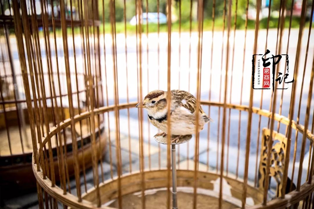 商丘道北花鸟批发市场,商丘花鸟宠物市场