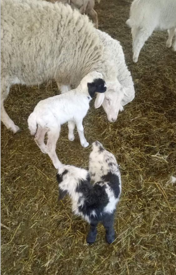 大连铭湖牧场和三寰牧场区别,大连铭湖牧场现在草绿了么