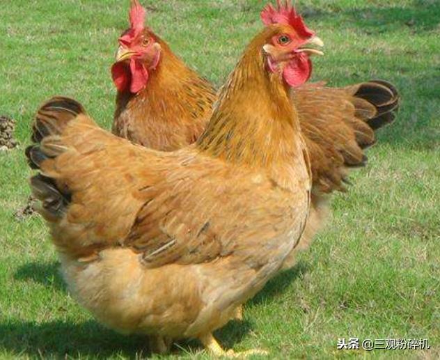 一只鸡引发的大战,一只鸡引发的家庭大战